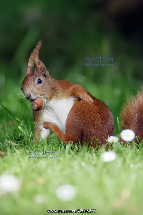 : Red Squirrel - Scratching itself, collecting nuts in garden : Red Squirrel - Scratching itself, collecting nuts in garden
