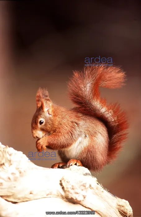 : RED SQUIRREL - side-view eating : RED SQUIRREL - side-view eating