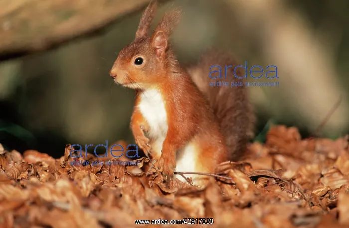 : RED SQUIRREL - SITTING UP : RED SQUIRREL - SITTING UP