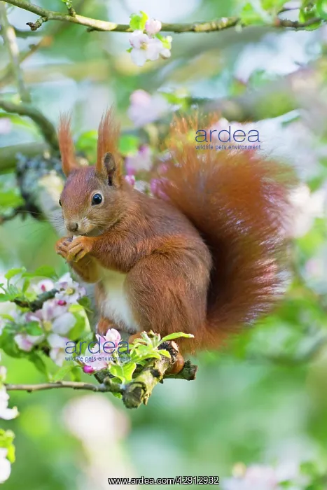 : Red Squirrel - sitting in apple tree amongst blossom : Red Squirrel - sitting in apple tree amongst blossom