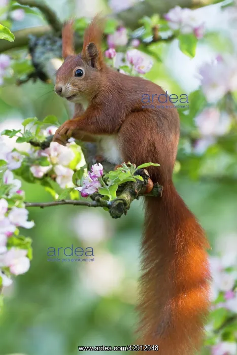 : Red Squirrel - sitting in apple tree amongst blossom : Red Squirrel - sitting in apple tree amongst blossom