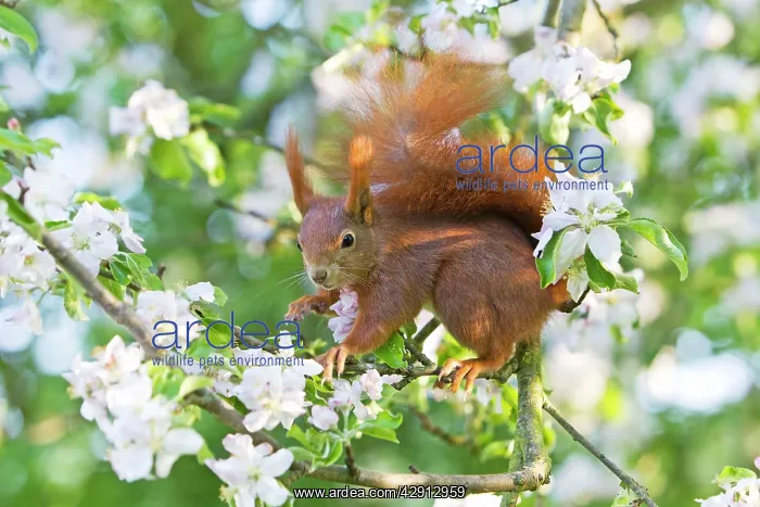 : Red Squirrel - sitting in apple tree amongst blossom : Red Squirrel - sitting in apple tree amongst blossom