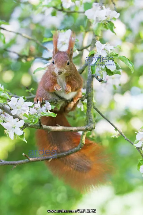 : Red Squirrel - sitting in apple tree amongst blossom : Red Squirrel - sitting in apple tree amongst blossom