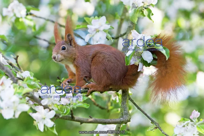 : Red Squirrel - sitting in apple tree amongst blossom : Red Squirrel - sitting in apple tree amongst blossom