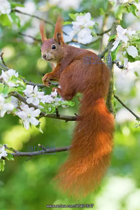 : Red Squirrel - sitting in apple tree amongst blossom : Red Squirrel - sitting in apple tree amongst blossom