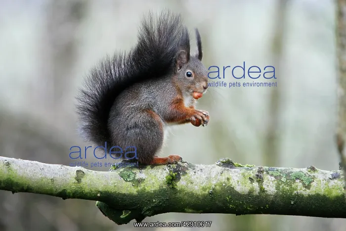 : Red Squirrel - sitting on branch with hazel nut : Red Squirrel - sitting on branch with hazel nut