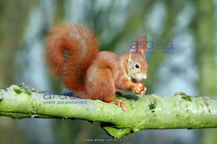 : Red Squirrel - sitting on branch with hazel nut : Red Squirrel - sitting on branch with hazel nut