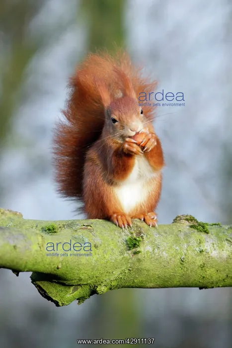 : Red Squirrel - sitting on branch with hazel nut : Red Squirrel - sitting on branch with hazel nut