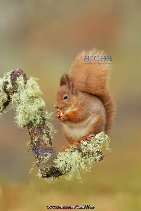 : Red Squirrel - sitting on a lichen covered branch : Red Squirrel - sitting on a lichen covered branch