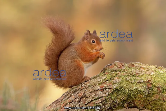 : Red Squirrel - sitting on a log : Red Squirrel - sitting on a log