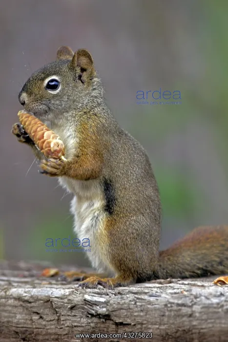: Red Squirrel sitting on old log feeding on spruce : Red Squirrel sitting on old log feeding on spruce