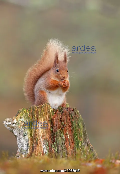 : Red Squirrel - sitting on an old stump and eating : Red Squirrel - sitting on an old stump and eating