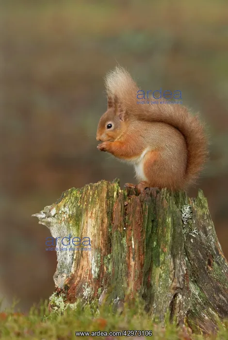: Red Squirrel - sitting on an old tree stump eating : Red Squirrel - sitting on an old tree stump eating