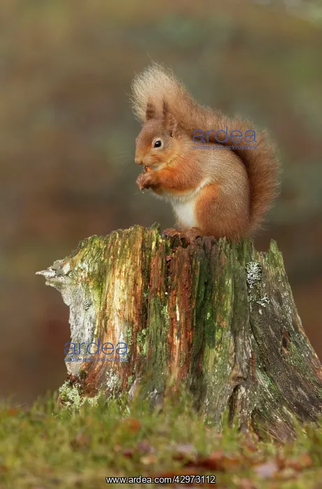 : Red Squirrel - sitting on an old tree stump eating : Red Squirrel - sitting on an old tree stump eating