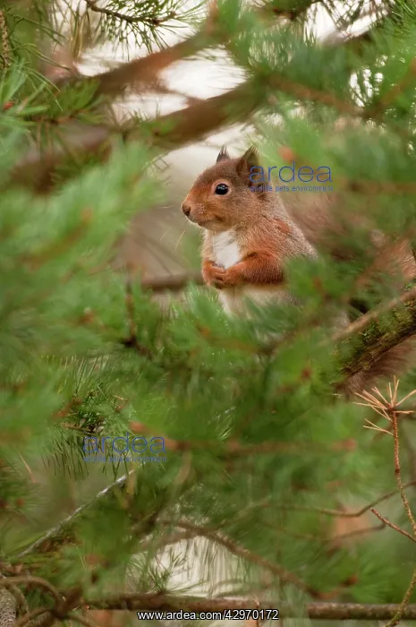 : Red Squirrel - sitting in pine tree among green pine needles : Red Squirrel - sitting in pine tree among green pine needles