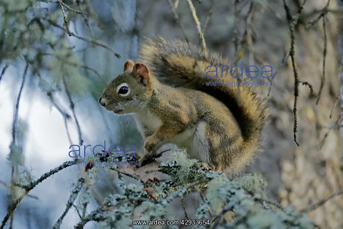 : Red Squirrel sitting on tree branch : Red Squirrel sitting on tree branch