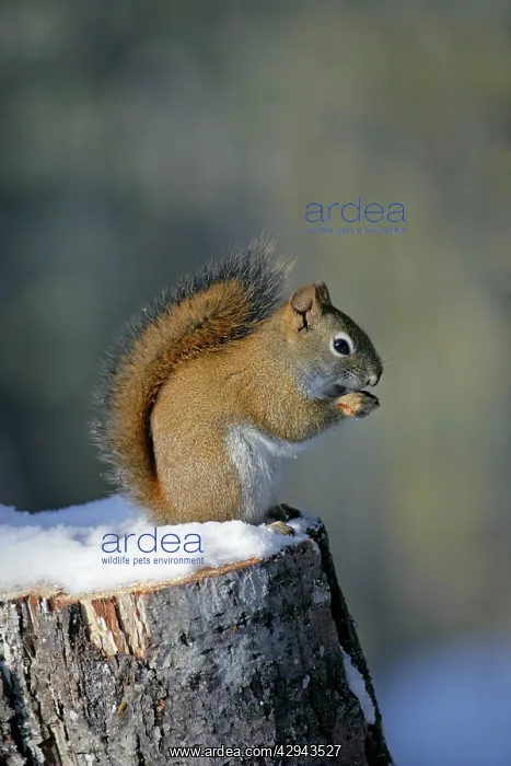: Red Squirrel sitting on tree stump in winter, eating seeds : Red Squirrel sitting on tree stump in winter, eating seeds