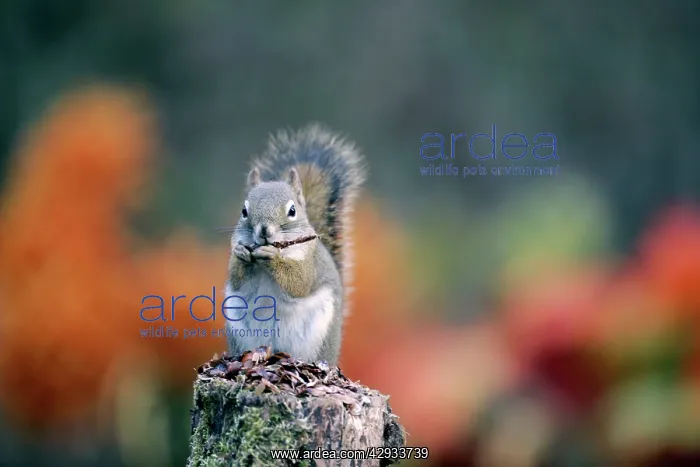 : Red Squirrel sitting on tree trunk, eating seeds : Red Squirrel sitting on tree trunk, eating seeds