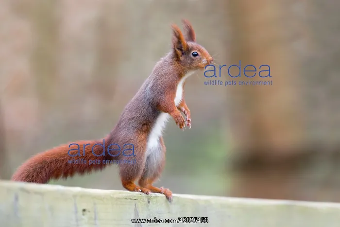 : Red Squirrel - standing on hind legs with ears erect : Red Squirrel - standing on hind legs with ears erect