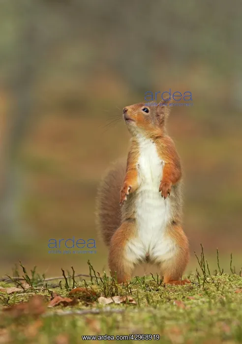 : Red Squirrel - standing on hind legs - February : Red Squirrel - standing on hind legs - February