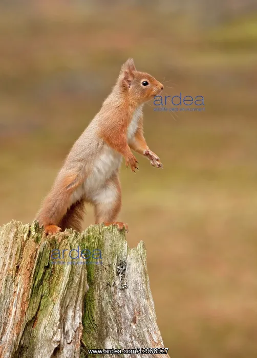 : Red Squirrel - standing on hind legs on old tree : Red Squirrel - standing on hind legs on old tree