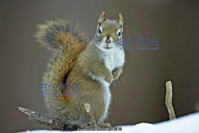 : Red Squirrel standing on snow : Red Squirrel standing on snow