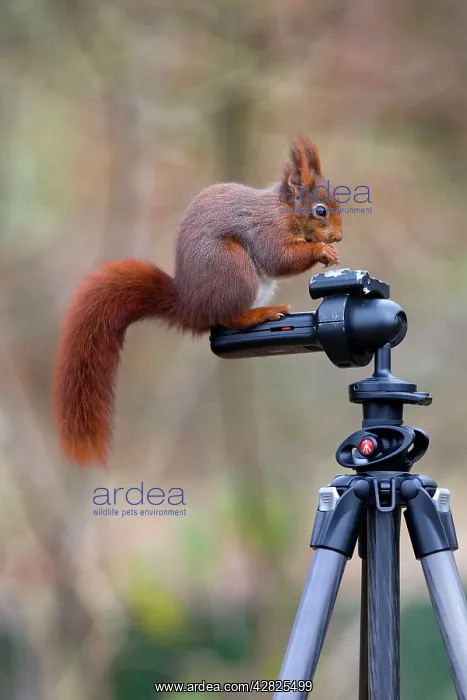 : Red Squirrel - standing on a tripod feeding : Red Squirrel - standing on a tripod feeding
