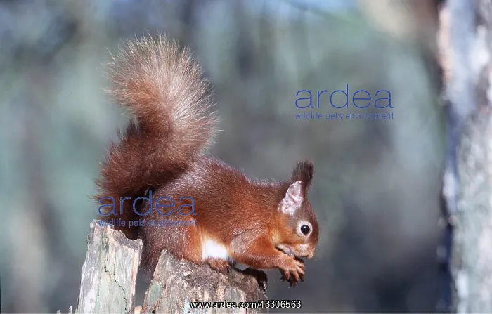 : RED SQUIRREL - on stump with nut : RED SQUIRREL - on stump with nut