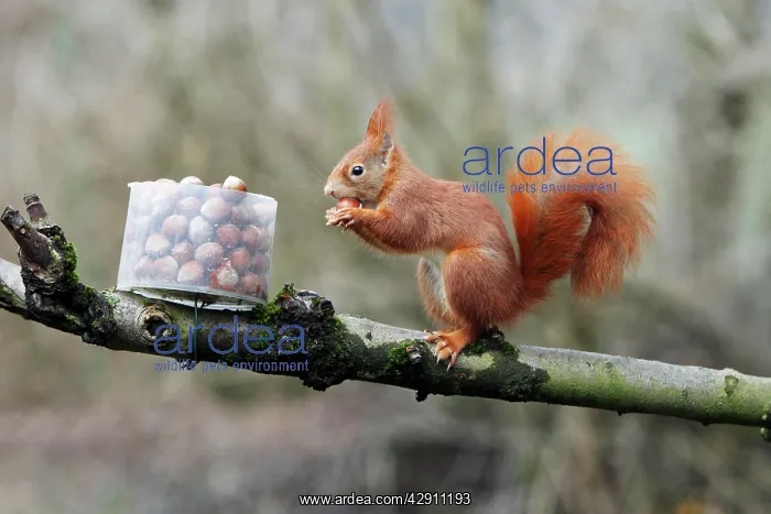 : Red Squirrel - taking hazel nut from feeding station : Red Squirrel - taking hazel nut from feeding station