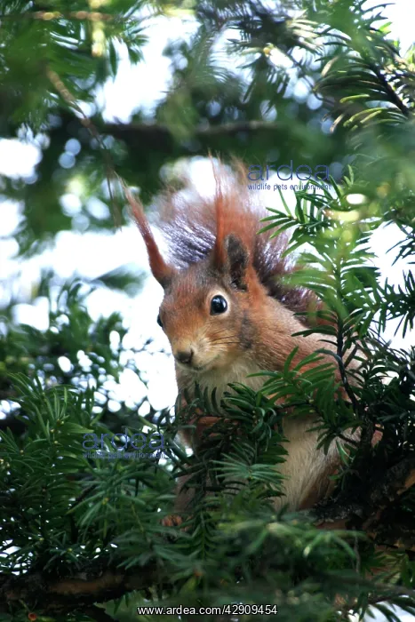 : Red squirrel - in tree : Red squirrel - in tree