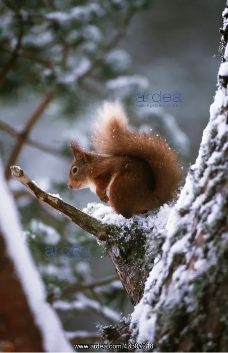 : RED SQUIRREL - on tree branch : RED SQUIRREL - on tree branch