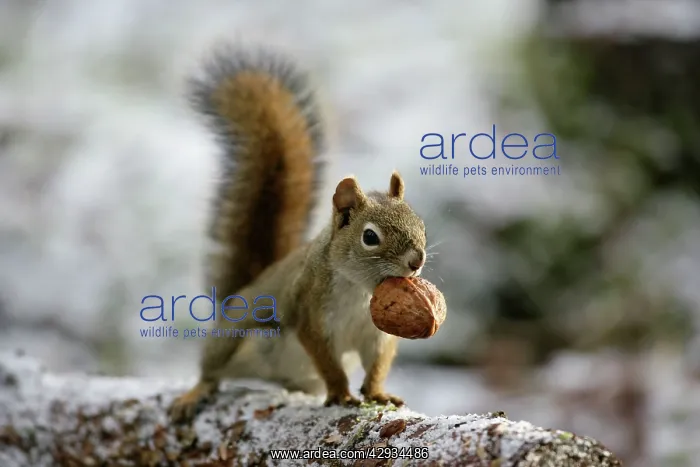 : Red Squirrel on tree branch, carrying walnut in mouth : Red Squirrel on tree branch, carrying walnut in mouth