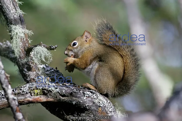 : Red Squirrel on tree branch feeding on spruce cone : Red Squirrel on tree branch feeding on spruce cone