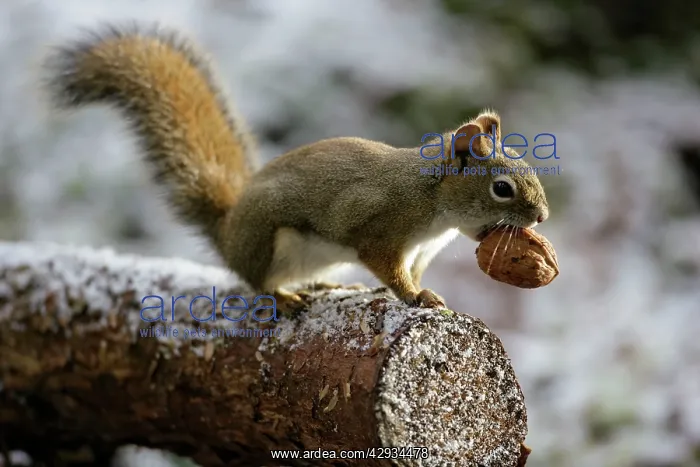 : Red Squirrel on tree branch, holding walnut in mouth : Red Squirrel on tree branch, holding walnut in mouth