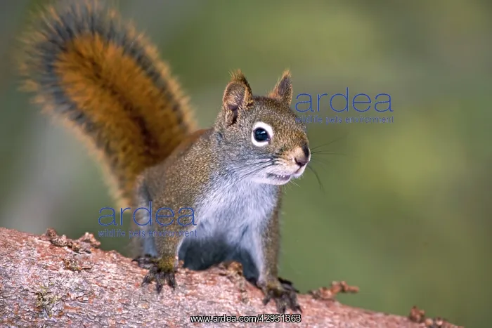 : Red Squirrel on tree branch, watching : Red Squirrel on tree branch, watching