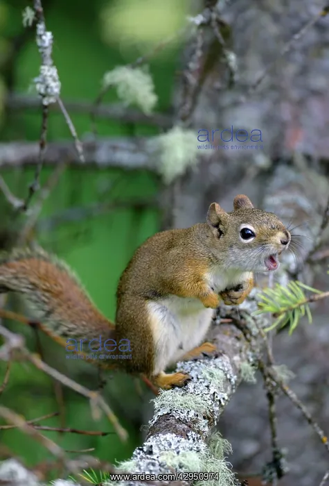 : Red Squirrel in tree, calling : Red Squirrel in tree, calling