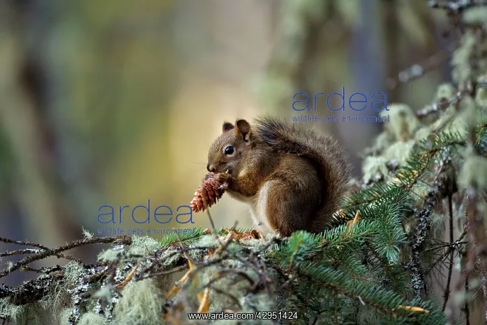 : Red Squirrel in tree, feeding on cone seeds : Red Squirrel in tree, feeding on cone seeds