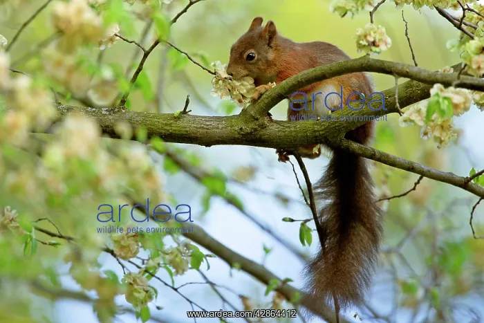 : Red squirrel - on tree feeding on seeds of horn beam : Red squirrel - on tree feeding on seeds of horn beam