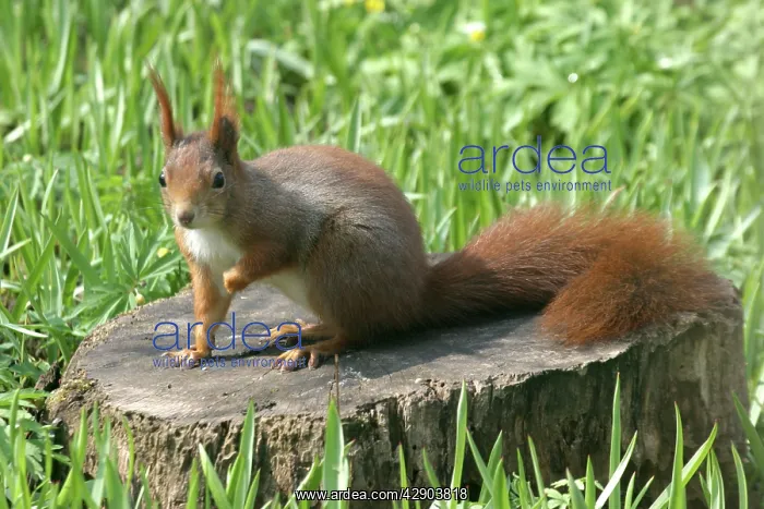 : Red Squirrel - on tree stump : Red Squirrel - on tree stump