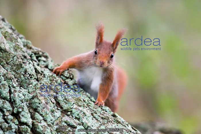 : Red Squirrel - on tree trunk : Red Squirrel - on tree trunk