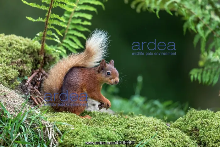  : Red Squirrel - UK