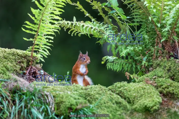  : Red Squirrel - UK
