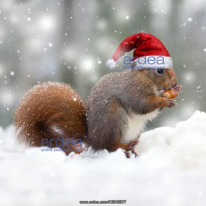 : Red Squirrel, wearing Christmas hat eating nut in snow, UK : Red Squirrel, wearing Christmas hat eating nut in snow, UK