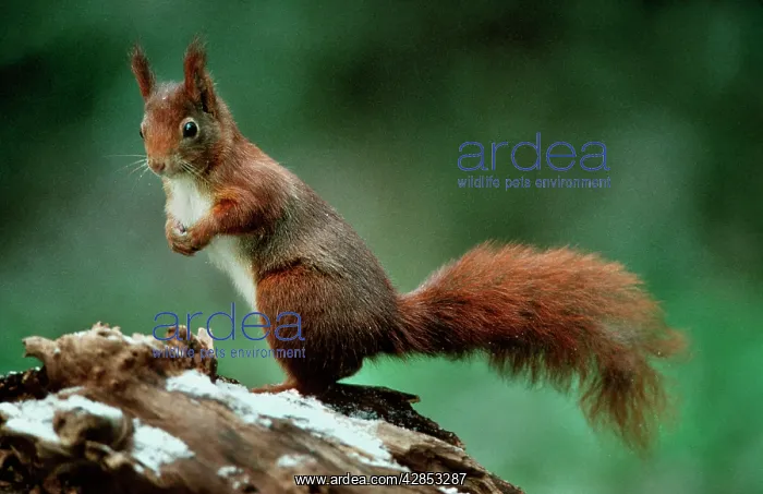 : Red Squirrel in winter, standing upright : Red Squirrel in winter, standing upright