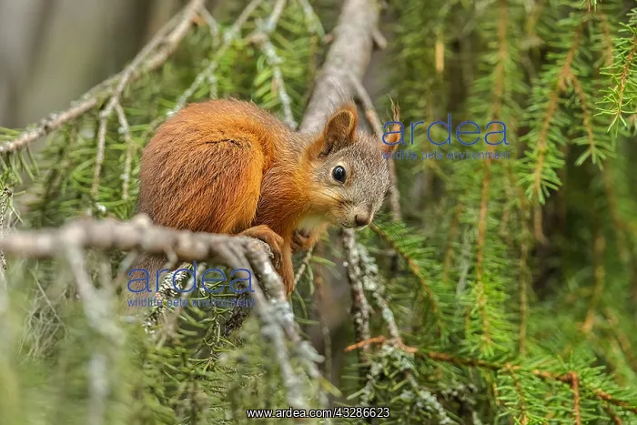 : Red Squirrel - young adult squirrel lying lazily : Red Squirrel - young adult squirrel lying lazily