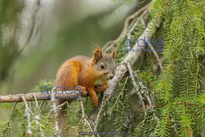 : Red Squirrel - young adult squirrel sitting on a : Red Squirrel - young adult squirrel sitting on a
