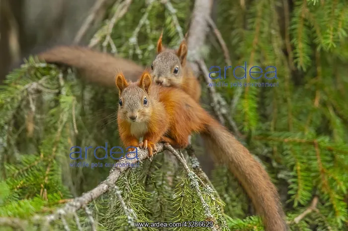 : Red Squirrel - two young adult squirrels climbing : Red Squirrel - two young adult squirrels climbing