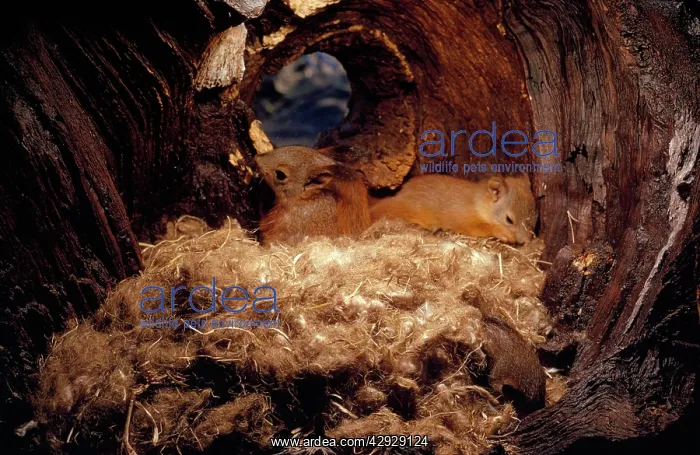 : Red Squirrel - young in nest : Red Squirrel - young in nest