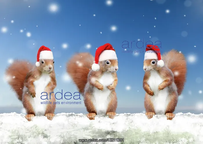: Red Squirrels - 3 standing in snowy Christmas scene - wearin : Red Squirrels - 3 standing in snowy Christmas scene - wearin