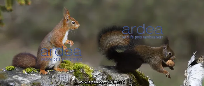 : Red squirrels (Sciurus vulgaris) with walnuts, Regional : Red squirrels (Sciurus vulgaris) with walnuts, Regional